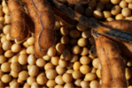 Растет экспорт сои